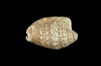 藏品(緋袖鳳凰螺)的圖片